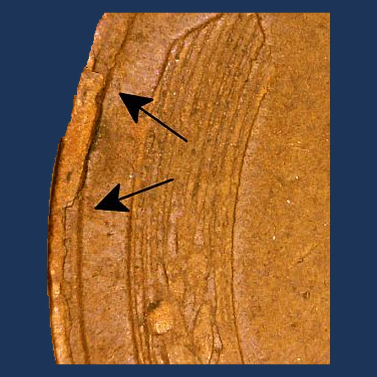 1955 Lincoln Cent (Wheat Reverse): Collar Error