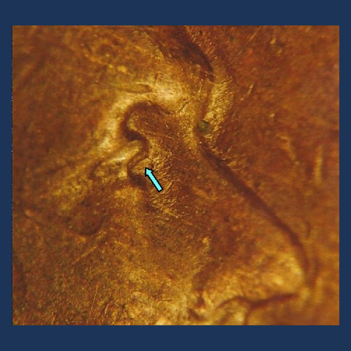 1930 Lincoln Cent (Wheat Reverse): Doubled Die Obverse