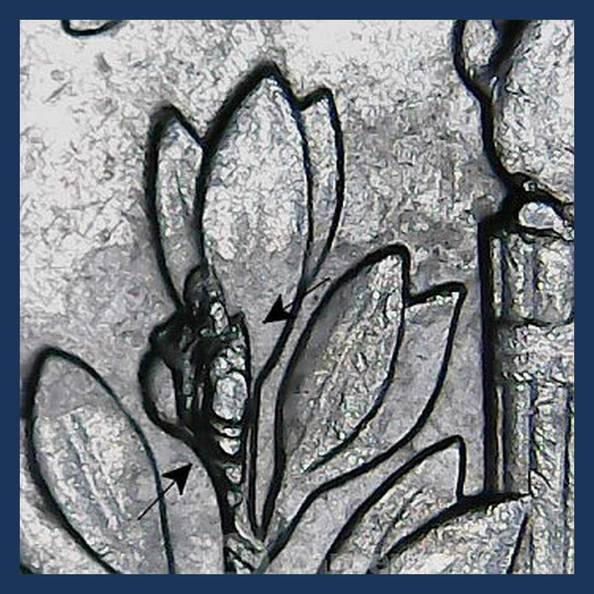 2002 Roosevelt Dime: Die Crack / Die Chip